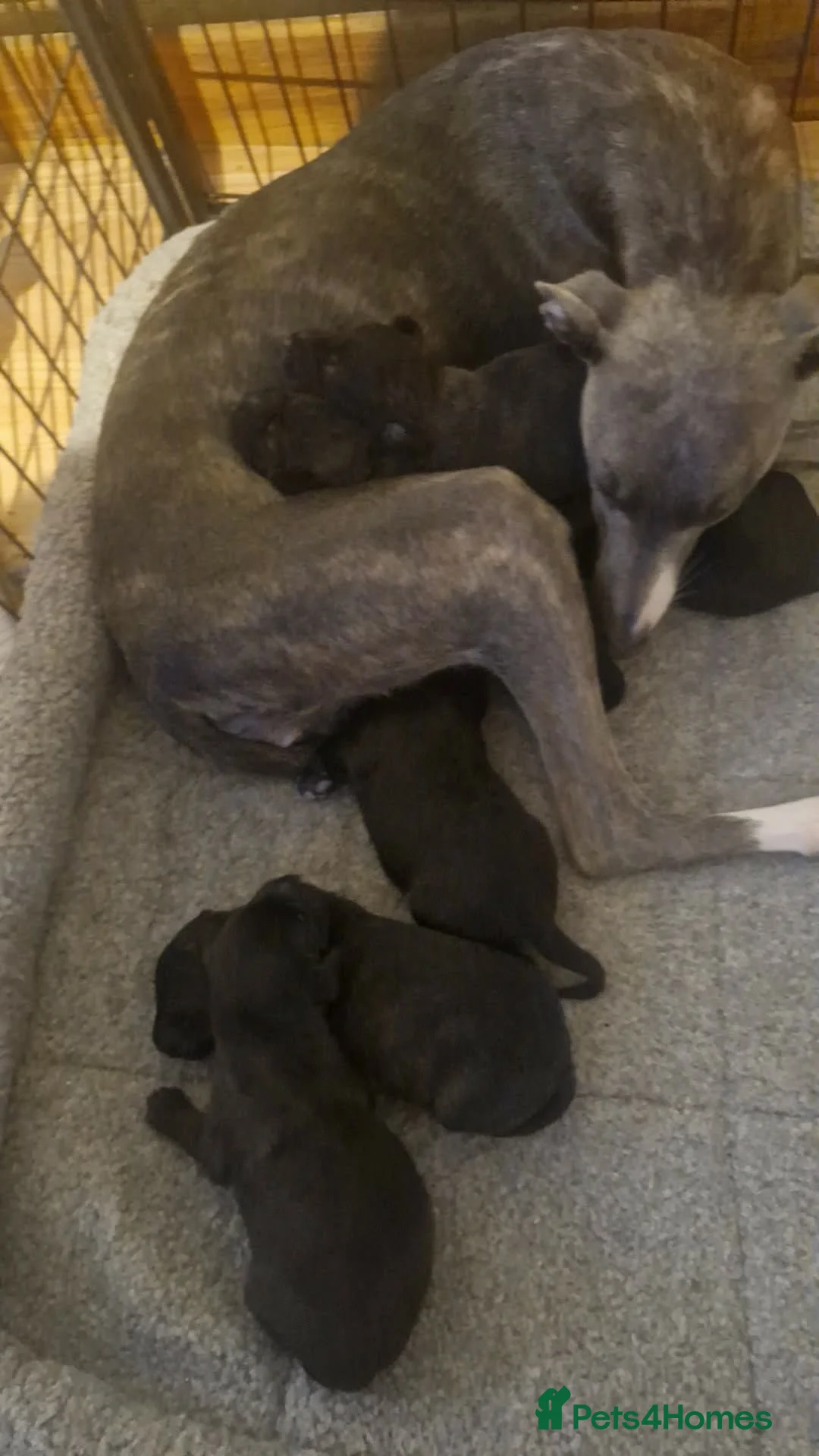 Mixed Breed dogs for sale: F1 Whippet Bedlington - Advert 6