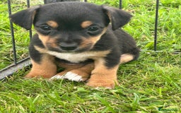 Jack Russell dogs for sale: Stunning litter of Traditional JackRussell pups  - Image 5