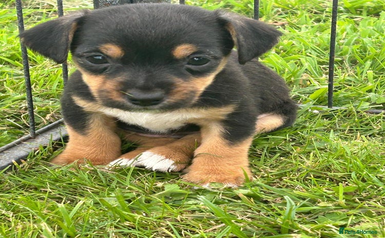Jack Russell dogs - Advert 1