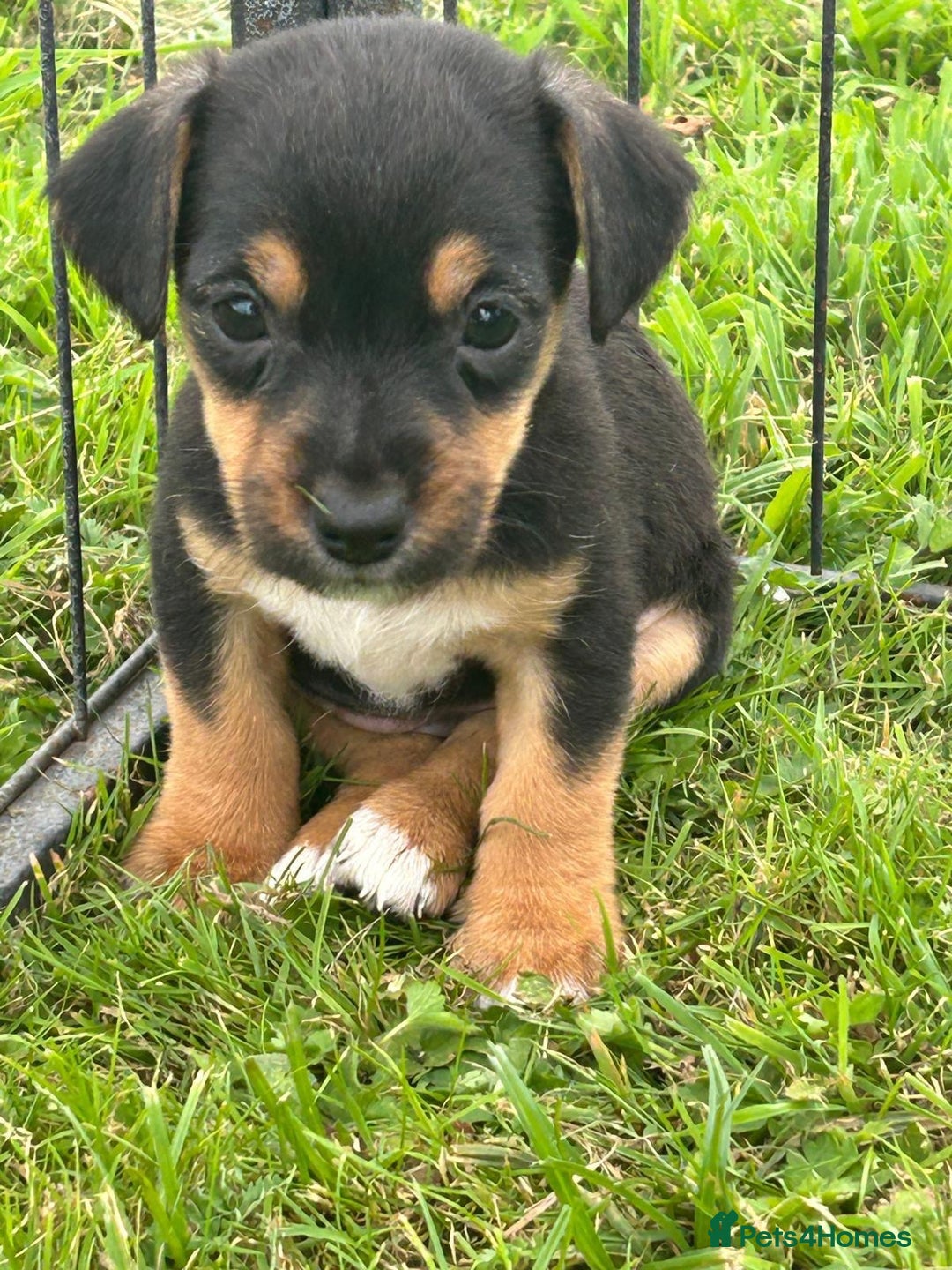 Jack Russell dogs for sale: Stunning litter of Traditional JackRussell pups  - Image 5