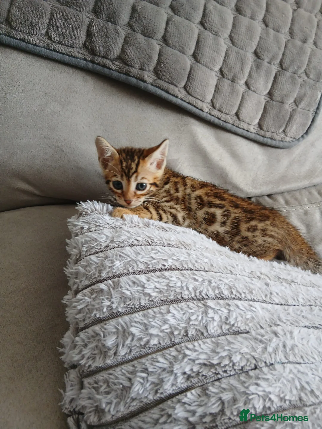 Bengal cats for sale: Pure bengal boy - Advert 2
