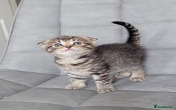 Scottish Fold cats for sale: Healthy and beautiful Scottish fold kittens - Image 2