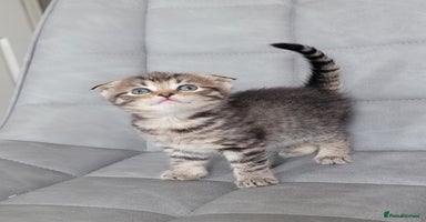 Scottish Fold cats - Advert 1