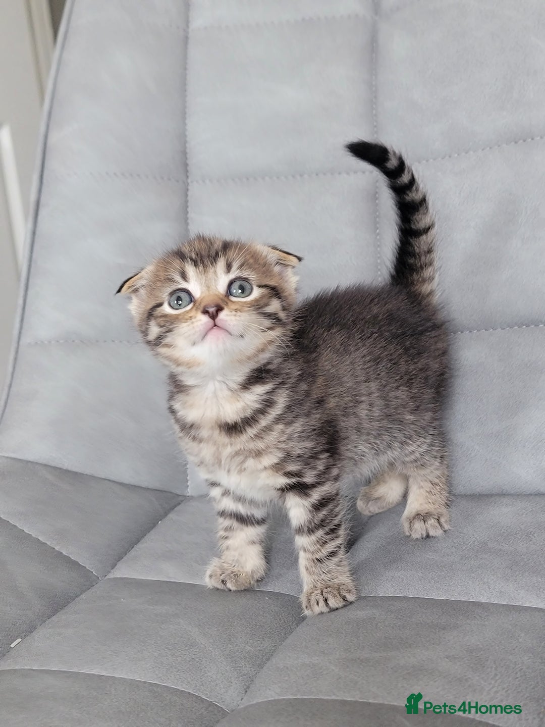 Scottish Fold cats for sale: Healthy and beautiful Scottish fold kittens - Image 2