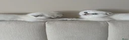 Scottish Fold cats for sale: Silver chinchilla Scottish folds  - Advert 24