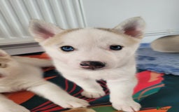 Siberian Husky dogs for sale: Best Quality Siberian Husky Puppies in Scotland - Image 13