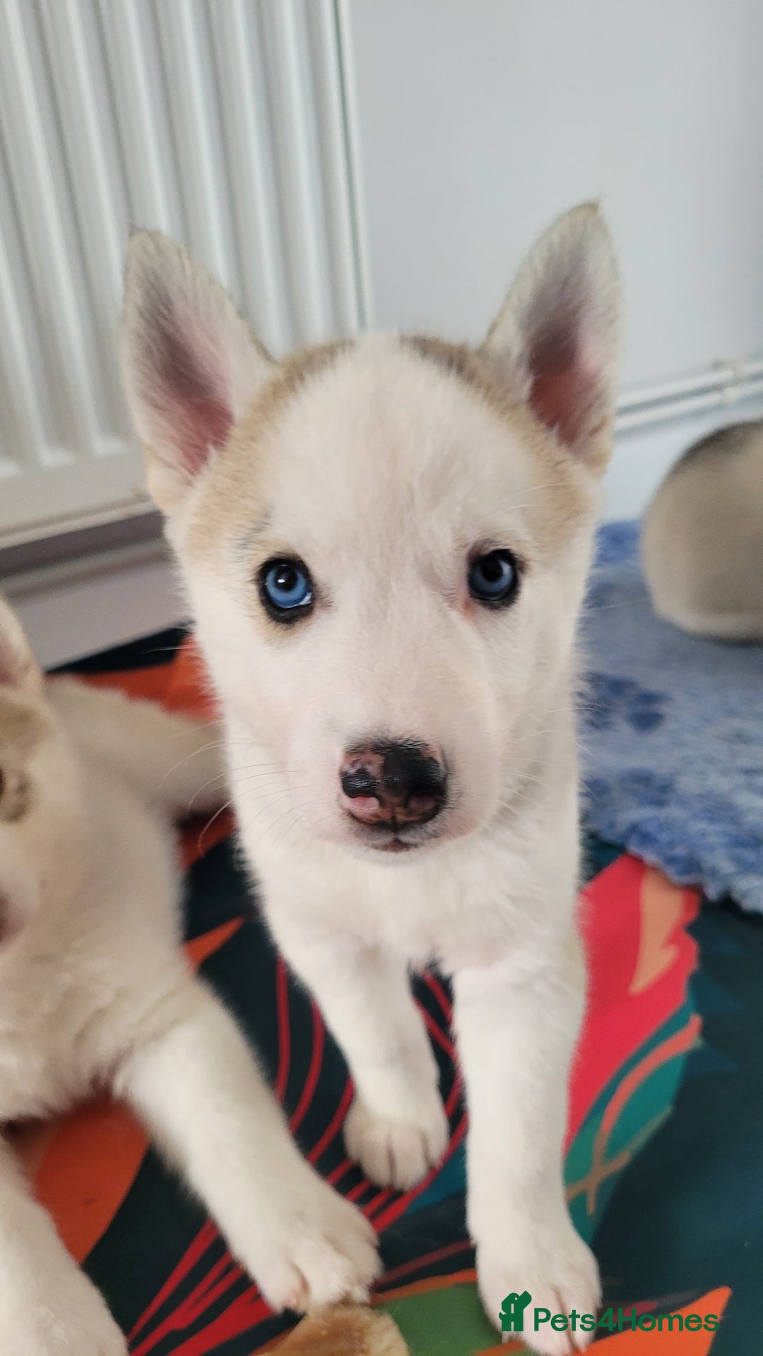 Siberian Husky dogs for sale: Best Quality Siberian Husky Puppies in Scotland - Image 13