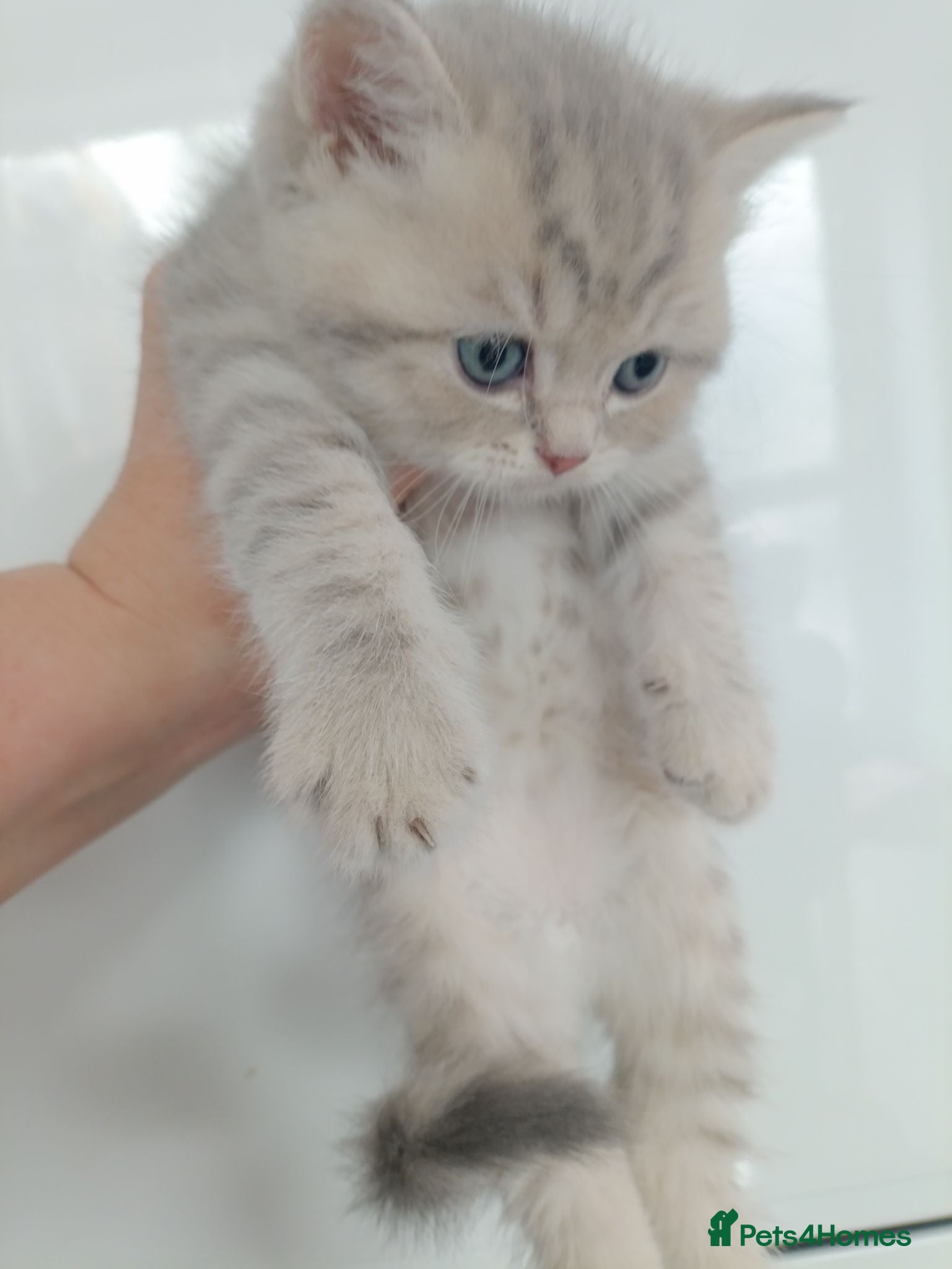 British Shorthair cats British Shorthair kittens  - Advert 4