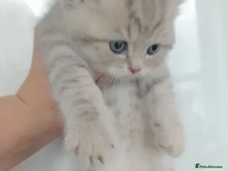 British Shorthair cats British Shorthair kittens - Advert 4