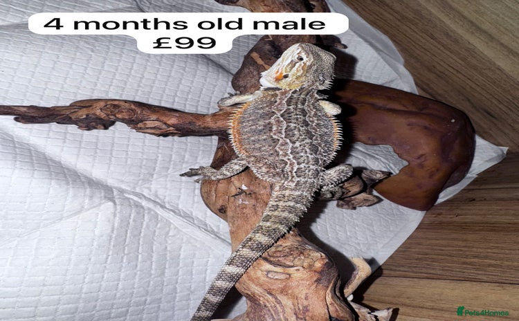 Bearded Dragon reptiles - Advert 2