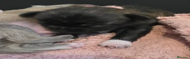 Chihuahua 5