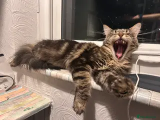 Maine Coon cats Maine coon - Advert 17