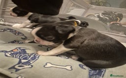 Boston Terrier dogs for sale: Superb litter of boston terriers. - Image 23