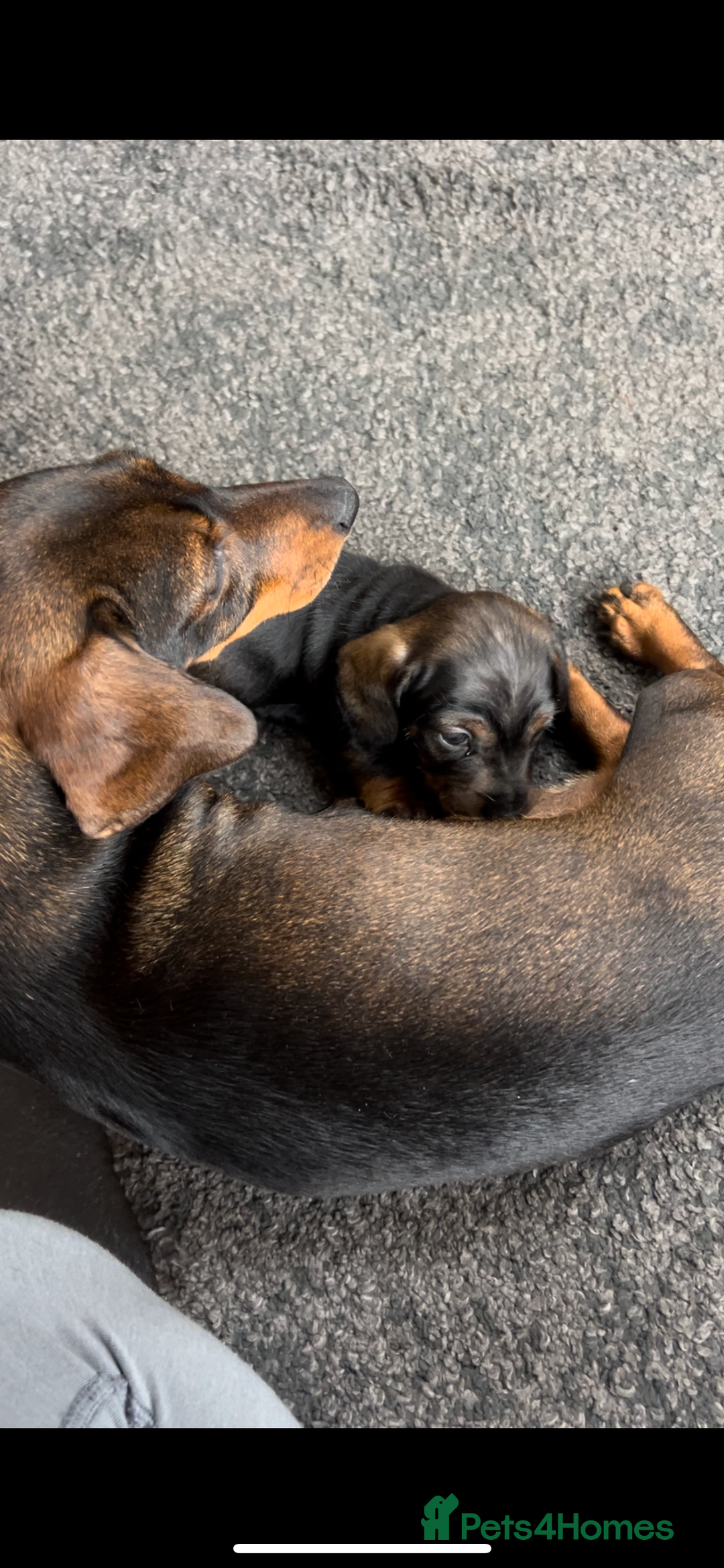 Miniature Dachshund dogs for sale: Miniature Dachshund - Image 8