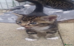 Mixed Breed cats for sale: Gorgeous Bengal x babies **READY NOW** - Image 19