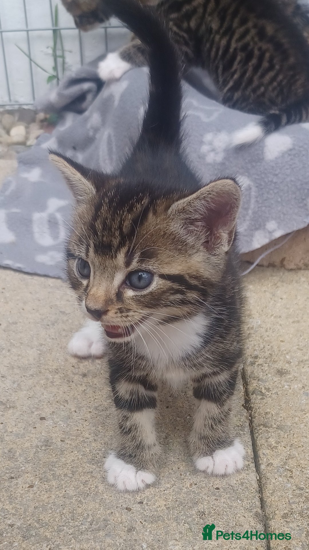 Mixed Breed cats for sale: Gorgeous Bengal x babies **READY NOW** - Image 19