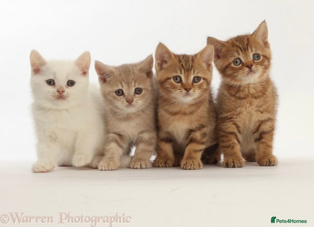 British Shorthair cats for sale: Stunning British shorthair - Image 8