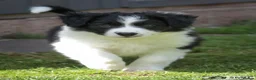 Border Collie dogs for sale: Handsome ISDS registered male puppy - Advert 10