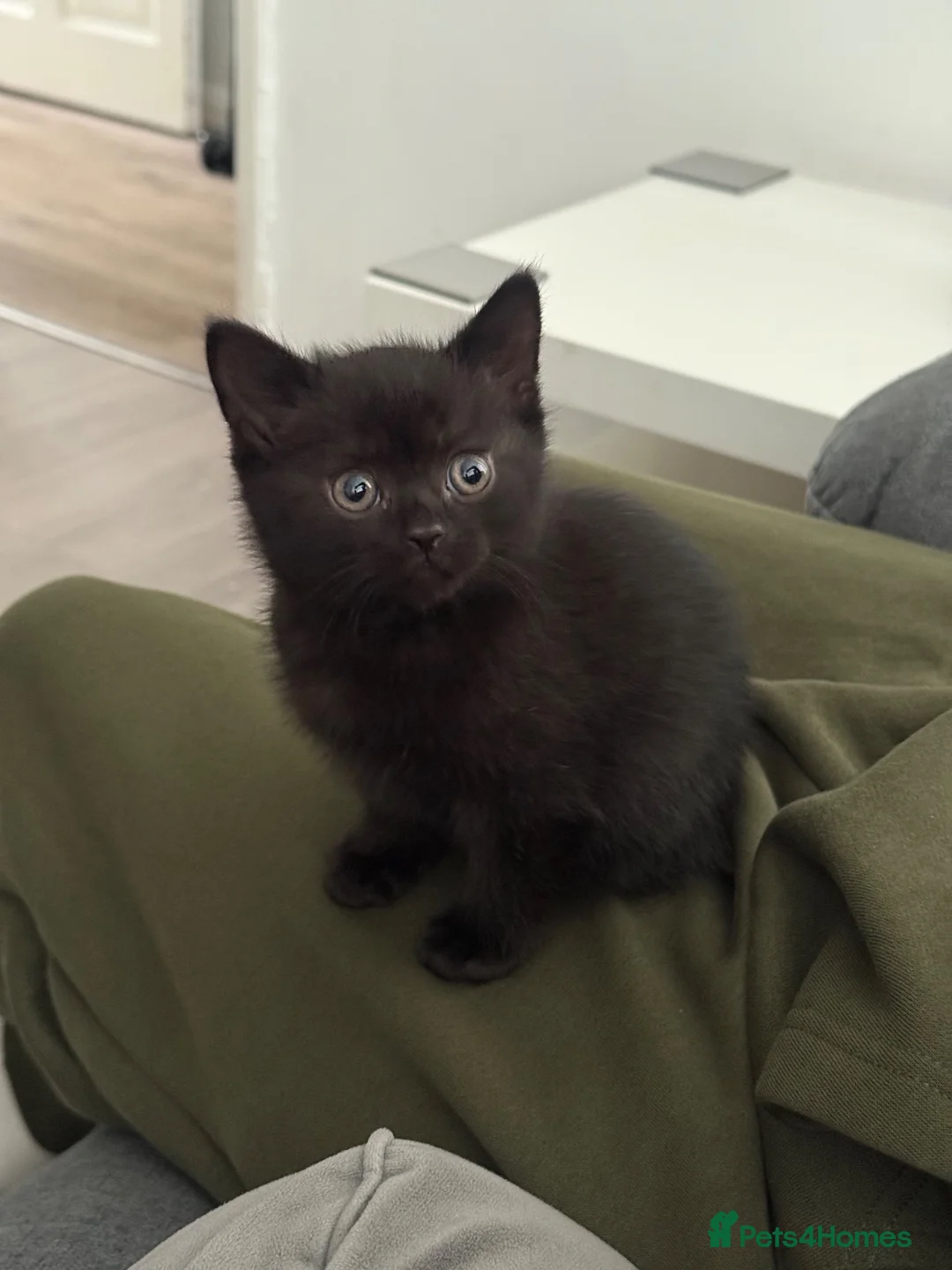 British Shorthair cats for sale: British shorthair  in Sheffield - Advert 9