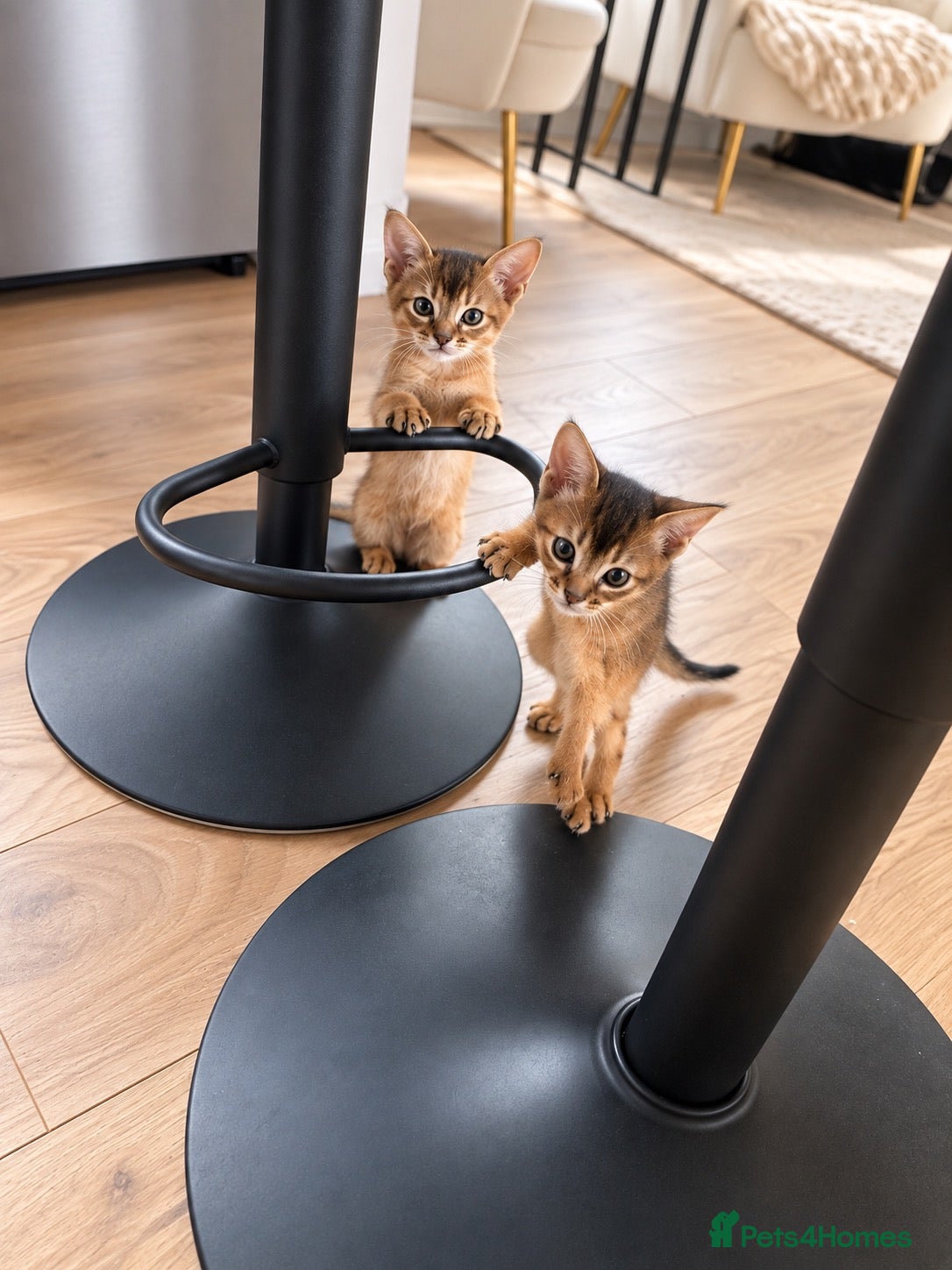 Abyssinian cats Two beautiful Abyssinian kittens  - Advert 1