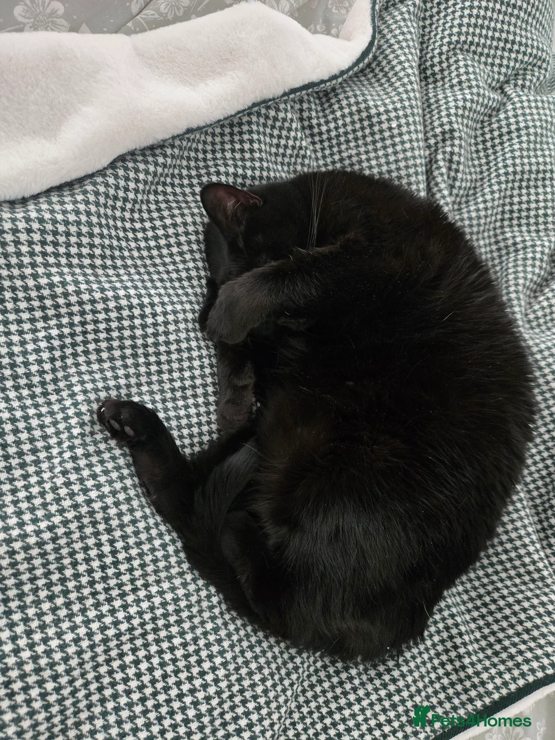 Mixed Breed cats for sale: 4 years old sweet in-house female  in Leicester - Advert 2