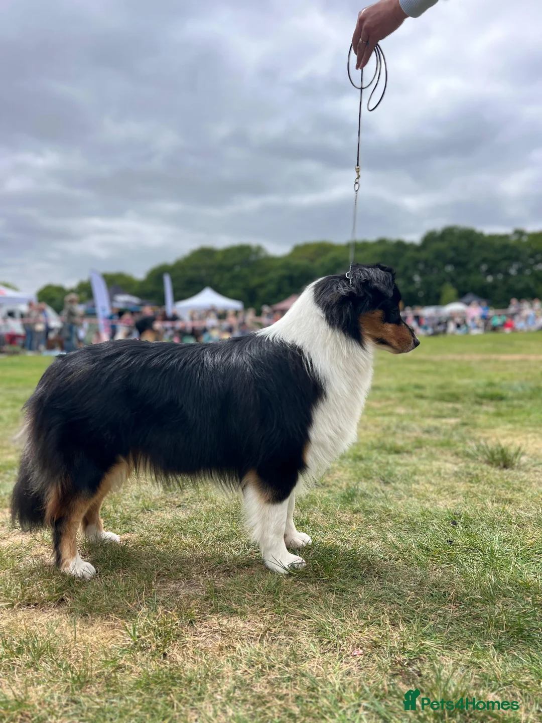 Australian Shepherd dogs for stud: Proven Australian Shepherd Stud - Advert 7