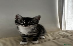 Bengal cats for sale: Stunning Silver & Charcoal Bengal Boys & Girls! - Image 14