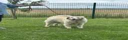 Mixed Breed dogs for adoption: Gorgeous Catie 💜 Looking for her Soul mate in Boston - Advert 16