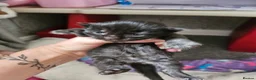 Mixed Breed cats for sale: 4 Blue Russian X kittens available  - Advert 7
