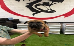 Belgian Shepherd Dog dogs for sale: Reduced 1.2k - Advert 6