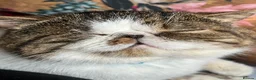 Exotic cats for sale: Exotic shorthair cat - Advert 9