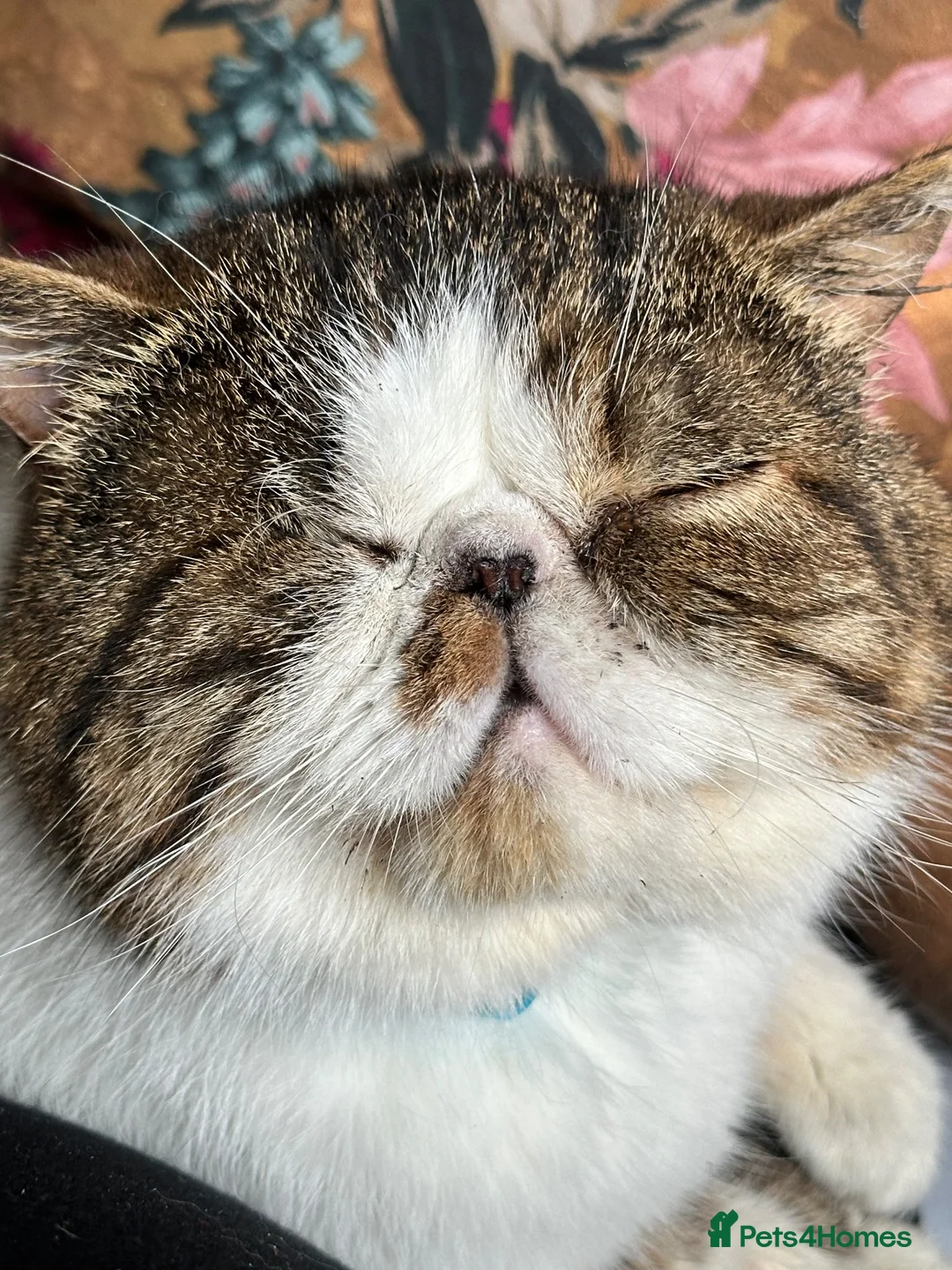 Exotic cats for sale: Exotic shorthair cat - Advert 9