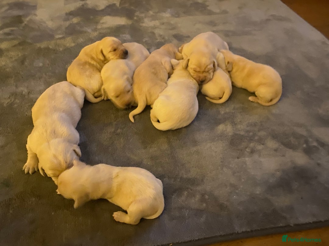 Labrador Retriever dogs for sale: 9 STUNNING YELLOW LABRADORS  - Advert 8