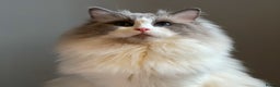 Ragdoll cats for stud: Bi-Colour Handsome Ragdoll Stud GCCF/TICA (Active) - Advert 2