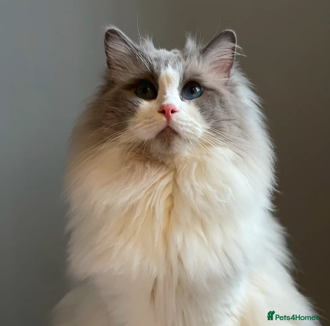 Ragdoll cats for stud: Bi-Colour Handsome Ragdoll Stud GCCF/TICA (Active) - Advert 2