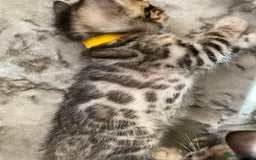 Bengal cats for sale: Silver and Brown Pedigree Bengal Kittens For Sale  - Image 5