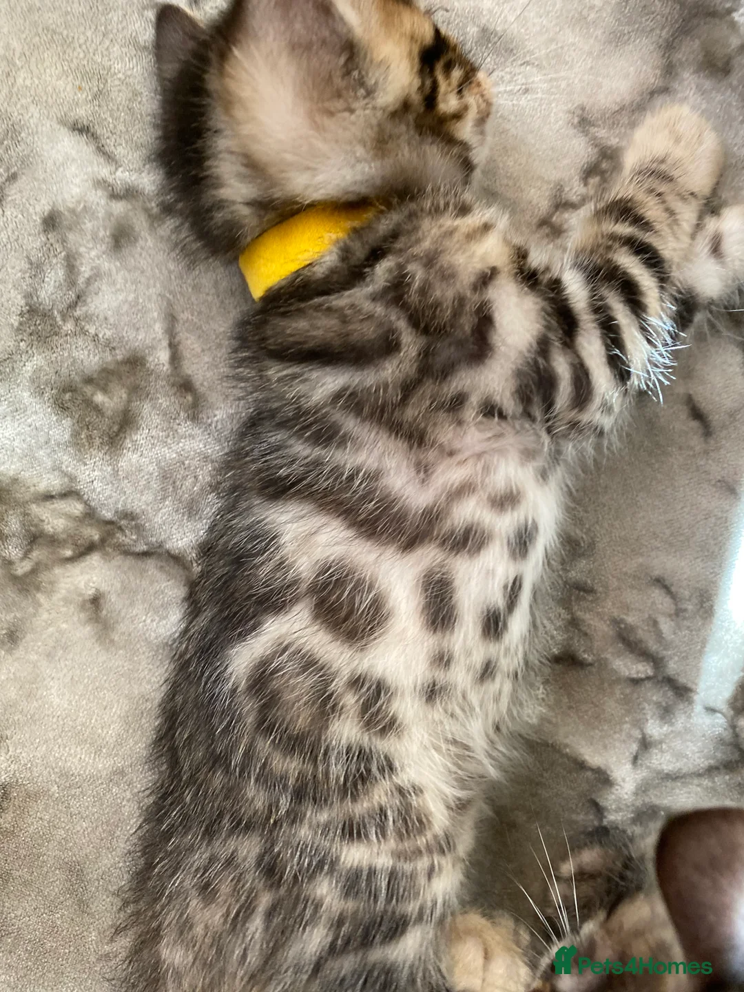 Bengal cats for sale: Silver and Brown Pedigree Bengal Kittens For Sale  - Advert 5