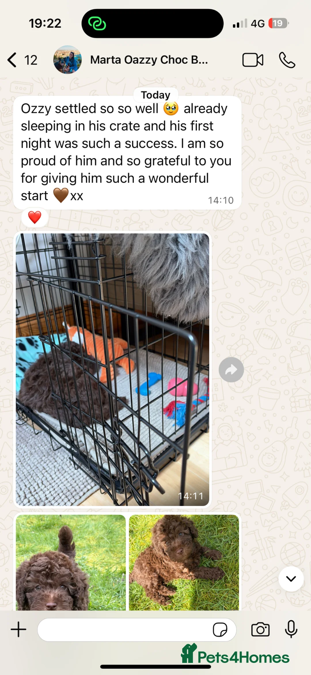 Labradoodle dogs for sale: 🐣Outstanding Mini F1B Labradoodles 🐣 - Advert 2