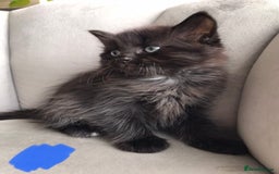 Mixed Breed cats for sale: 4 beautiful babies looking for their forever homes - Image 2
