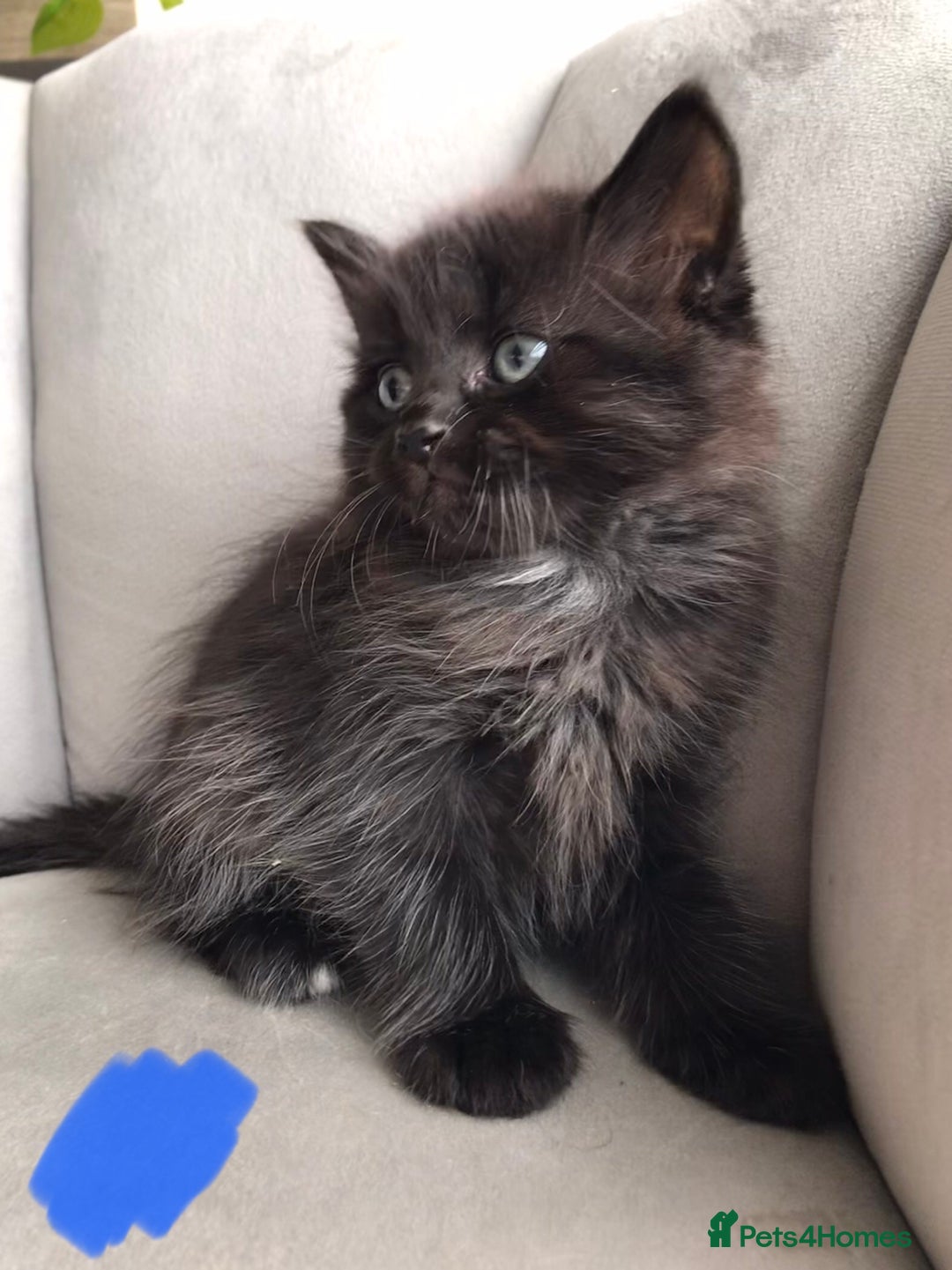 Mixed Breed cats for sale: 4 beautiful babies looking for their forever homes - Image 2