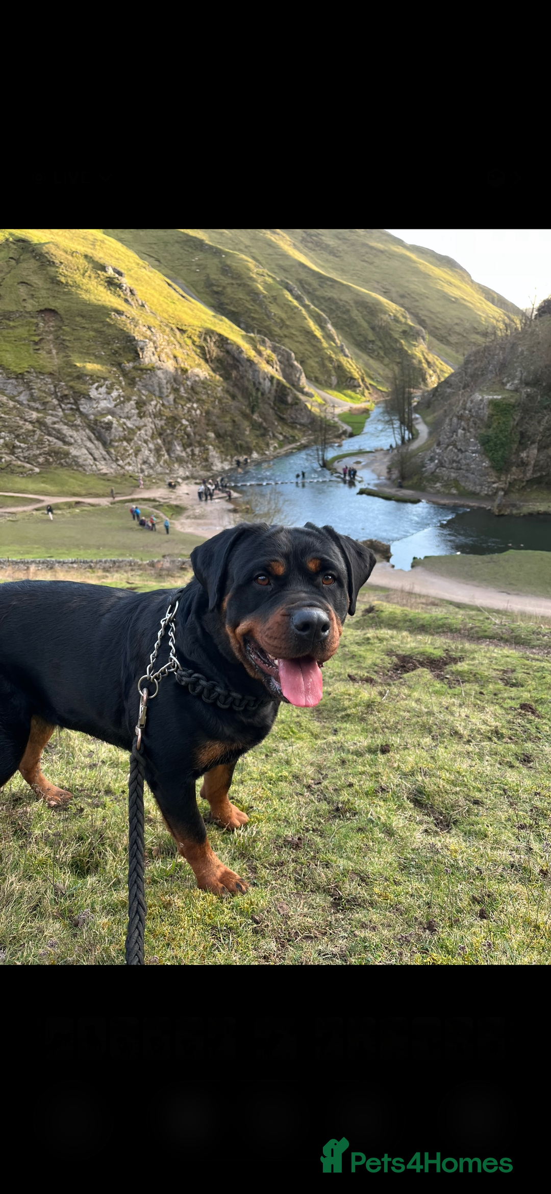 Rottweiler dogs for sale: LAST FEMALE ROTTWEILER PUPPY - Advert 7