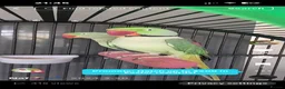 Parrots birds for sale: Alexandrine breeding pair in Birmingham - Advert 1