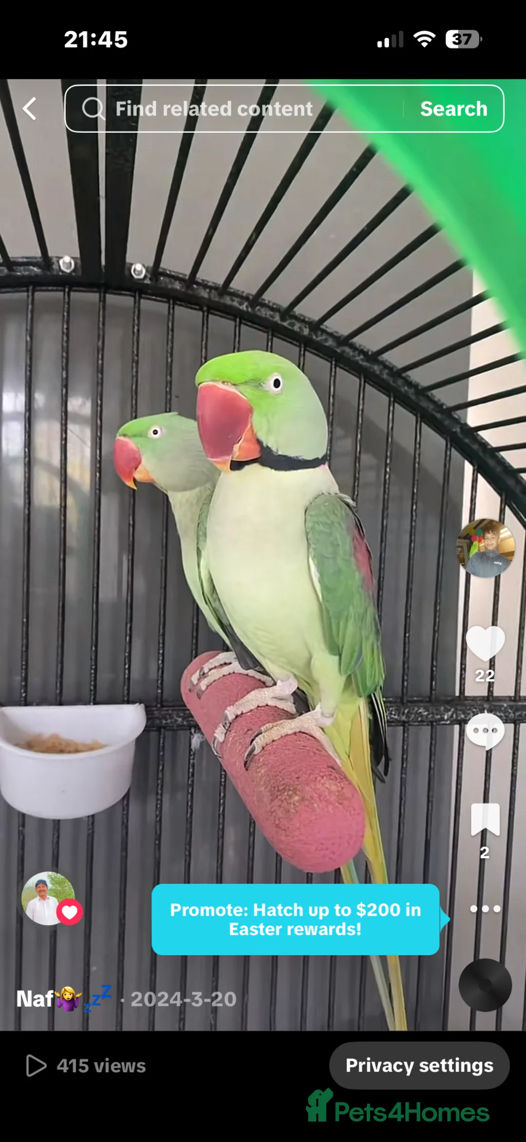 Parrots birds for sale: Alexandrine breeding pair in Birmingham - Advert 1