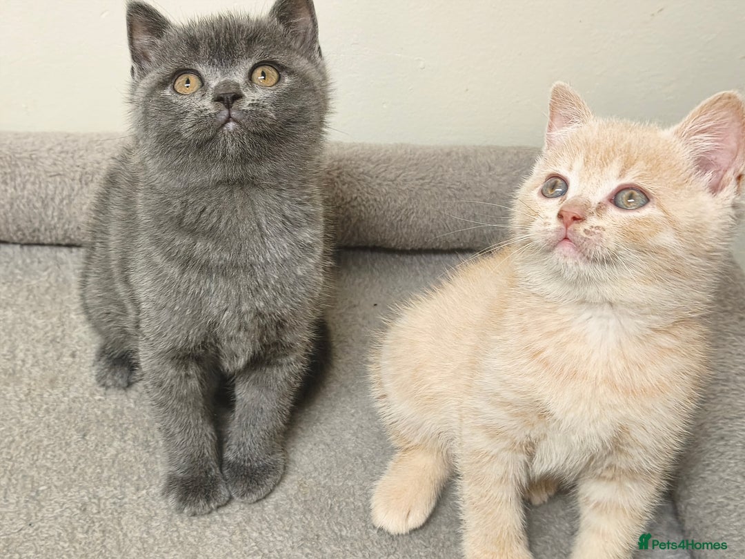 British Shorthair cats for sale: British Shorthair Kittens Imported Parents  - Advert 33