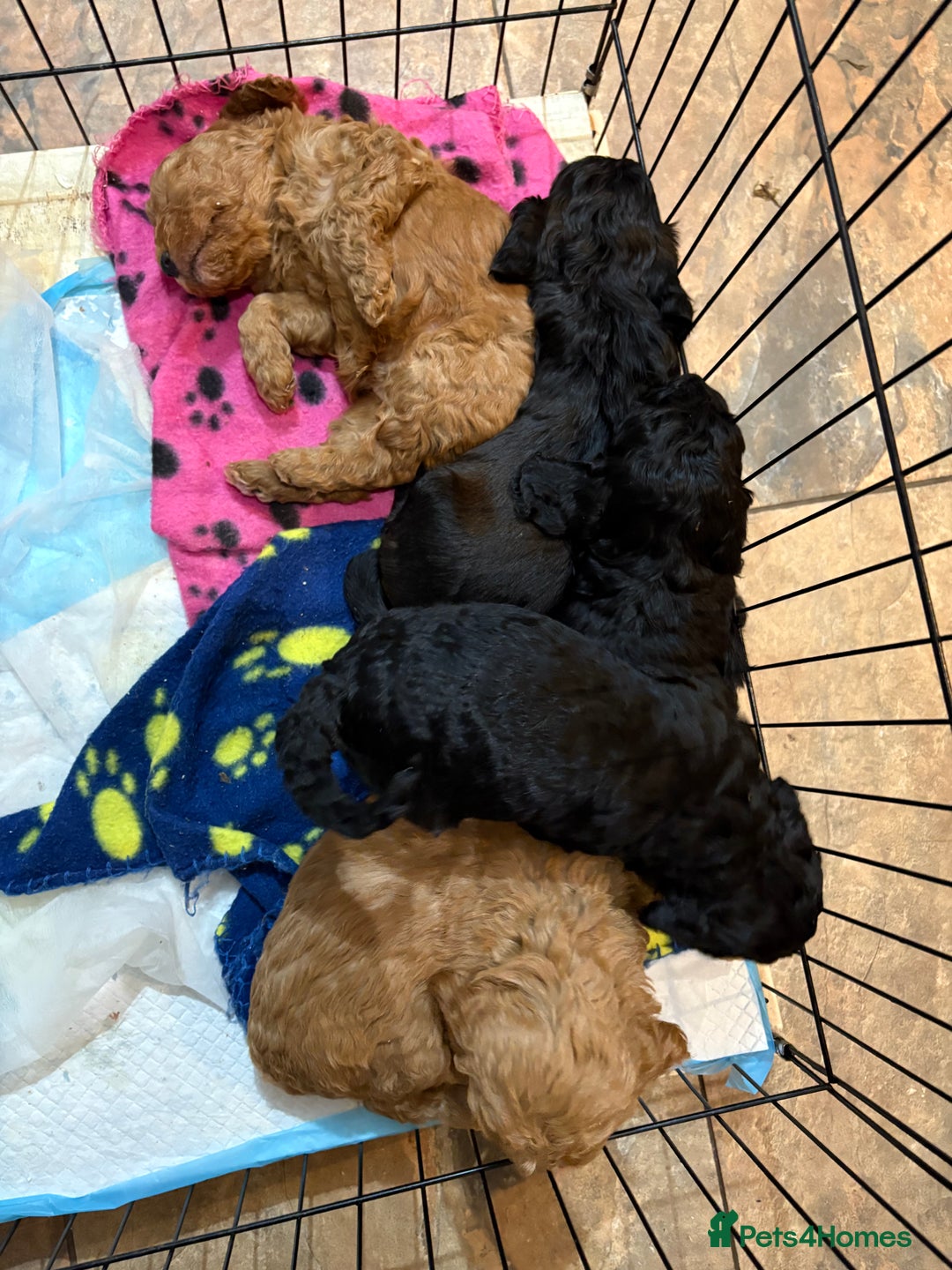 Cockapoo dogs for sale: Cockapoo Puppies - Advert 6