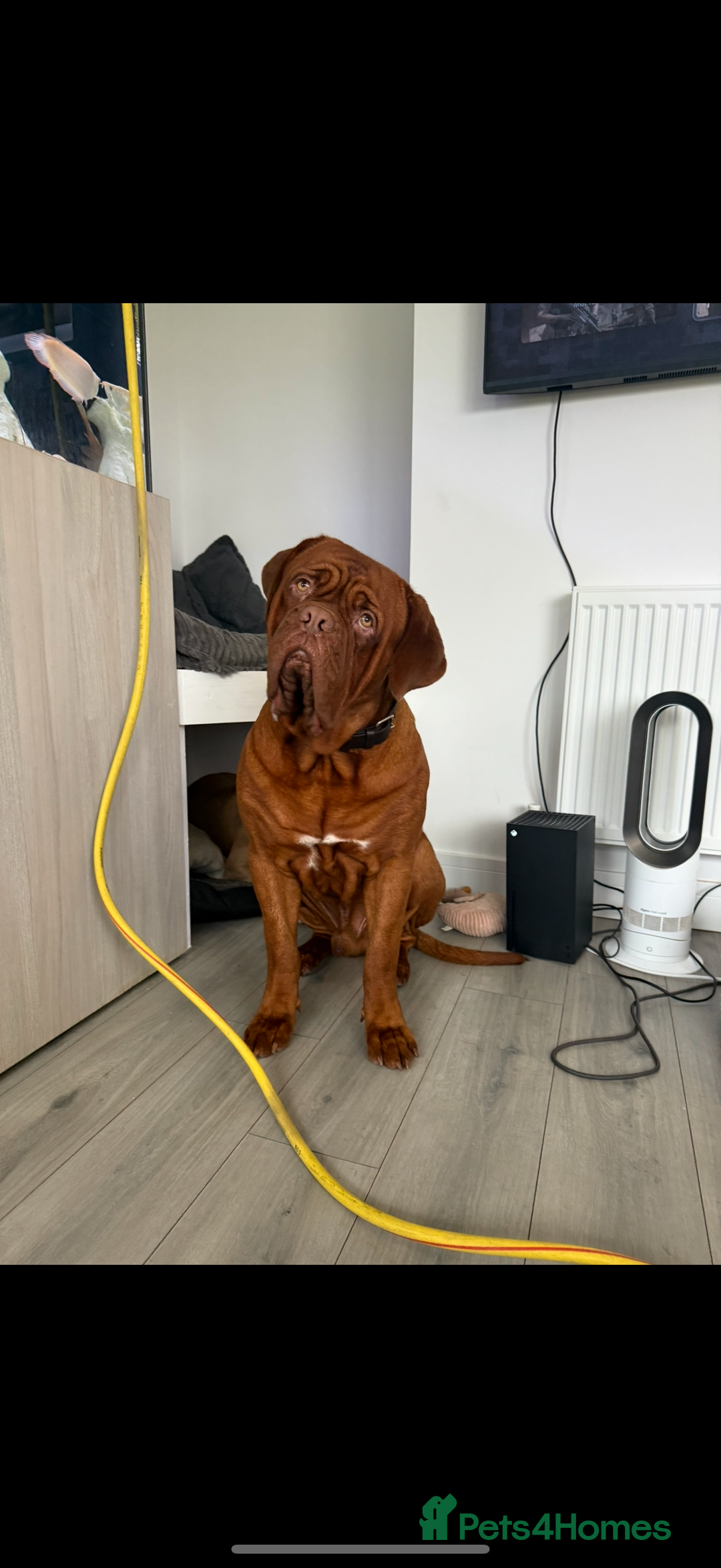 Dogue De Bordeaux dogs for stud: Dogue De Bordeaux for STUD - Image 5