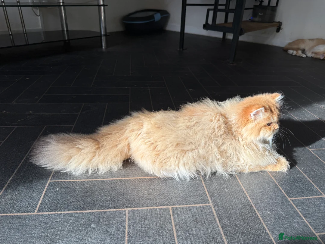 British Longhair cats for sale: GCCF reg BLH Last Chocolate Golden Male - Advert 1