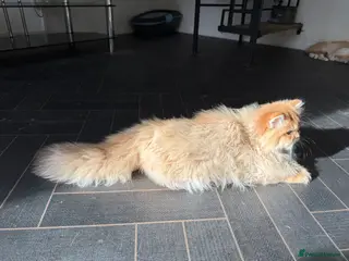 British Longhair cats GCCF reg BLH Last Chocolate Golden Male - Advert 3