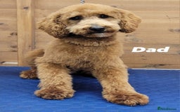 Cockapoo dogs for sale: Stunning Girls F1 Show type cockapoos - Image 6