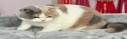 British Shorthair cats for sale: Beautiful British Female - Advert 2